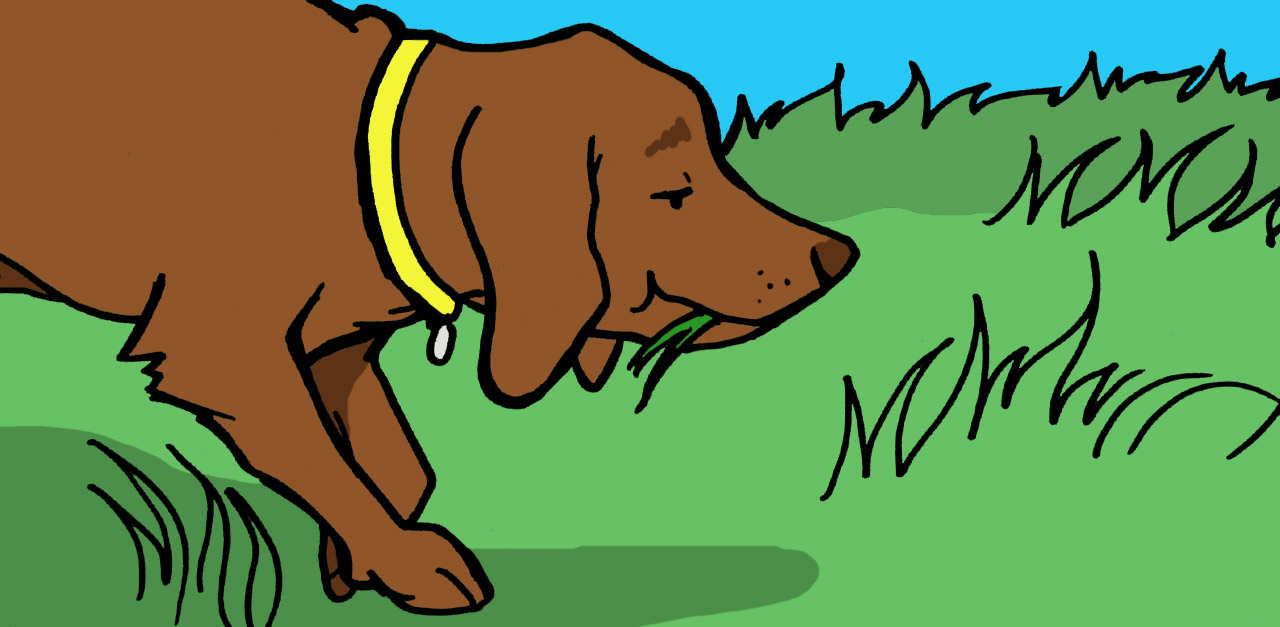 Why Do Dogs Eat Grass?