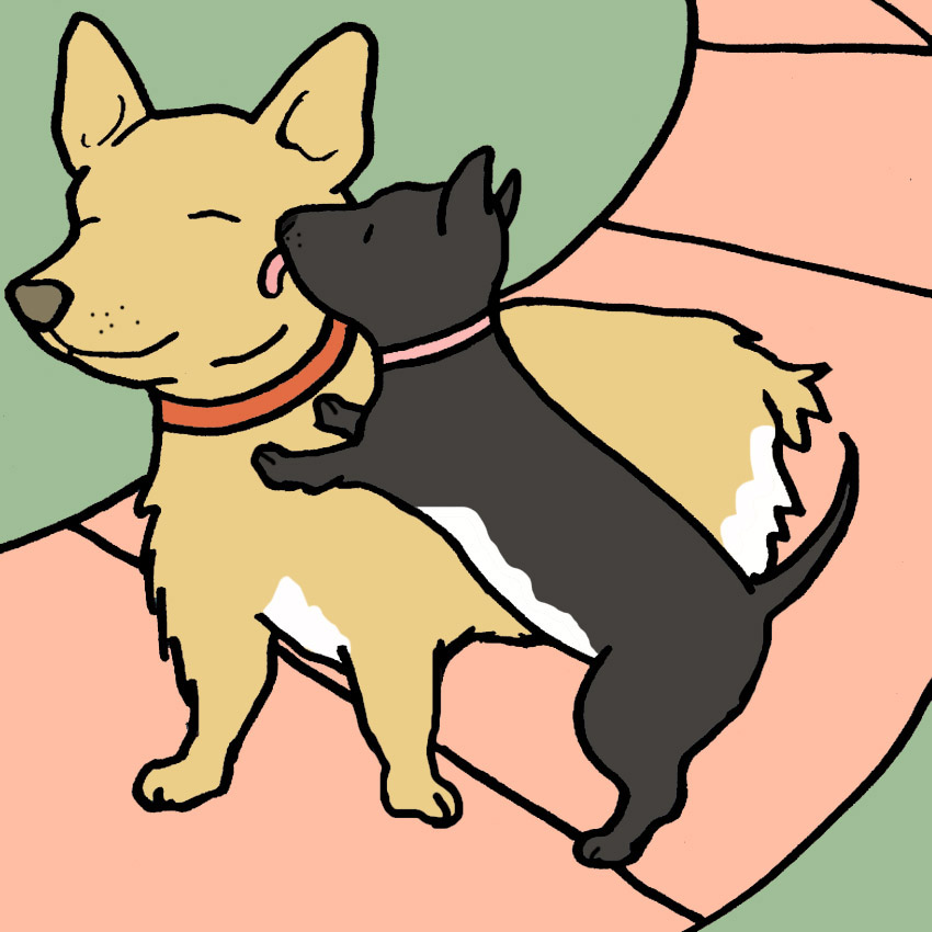 why-do-dogs-lick-each-other-2.jpg