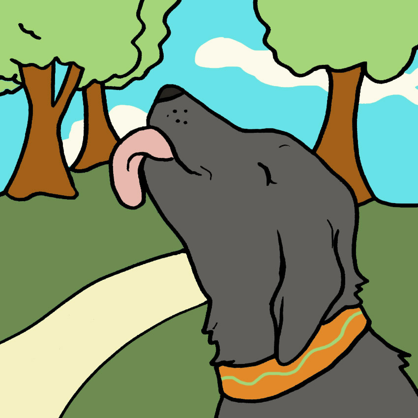 why-do-dogs-lick-the-air-4.jpg