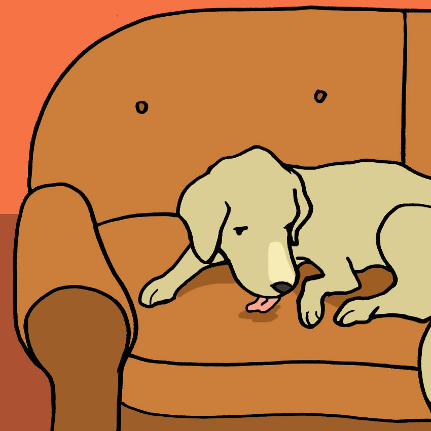 why-do-dogs-lick-the-couch-5.jpg
