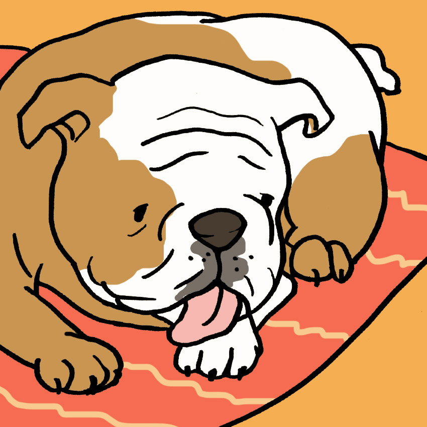 why-do-dogs-lick-their-paws-7.jpg