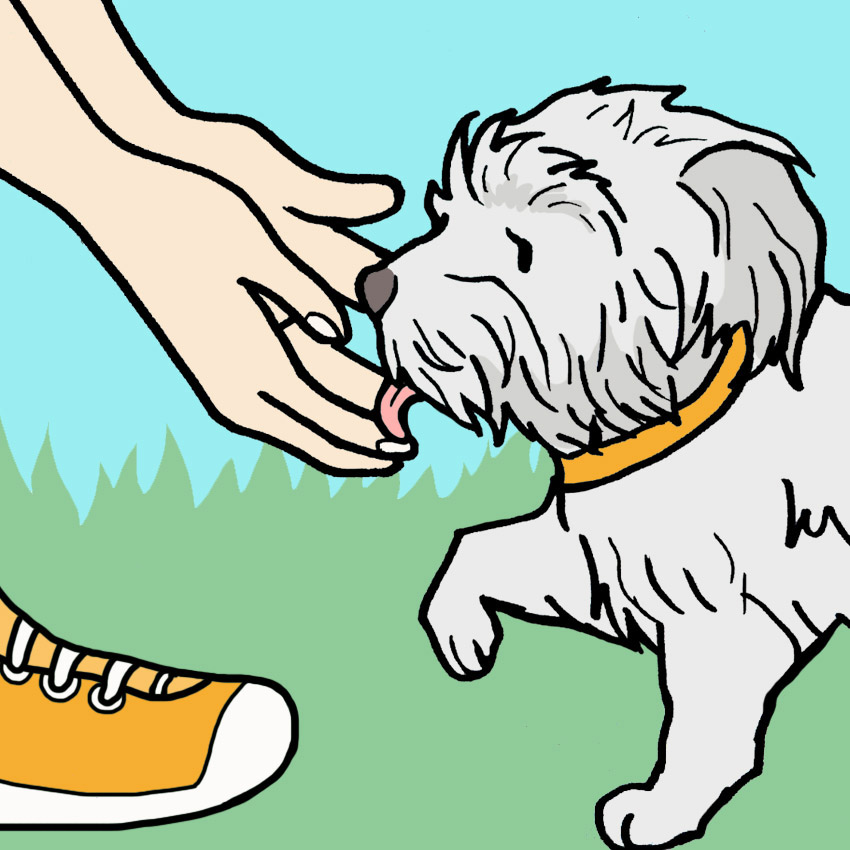 why-do-dogs-lick-your-hands-10.jpg