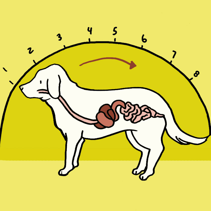 why-dogs-cant-eat-people-food.jpg