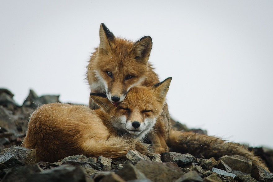 wild-foxes-ivan-kislov-21.jpg