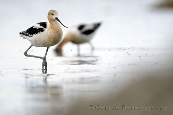 wildlife-photography-carlos-perez-naval-2.jpg