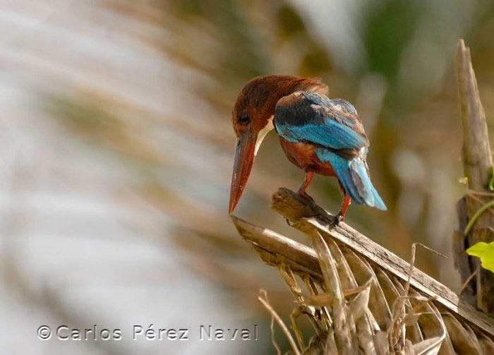 wildlife-photography-carlos-perez-naval-3.jpg