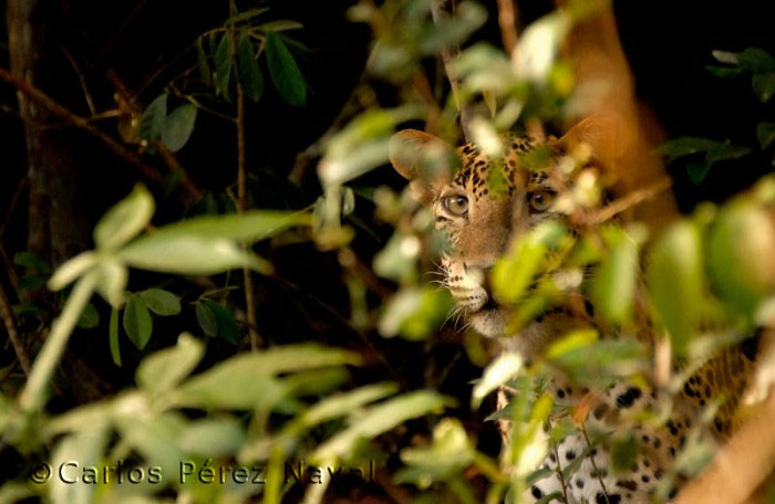 wildlife-photography-carlos-perez-naval-4.jpg