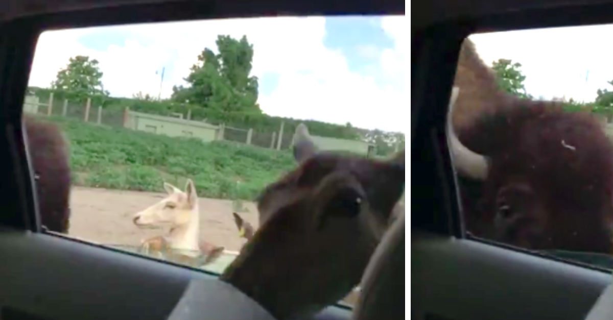 girl-freaks-out-seeing-bison-in-car