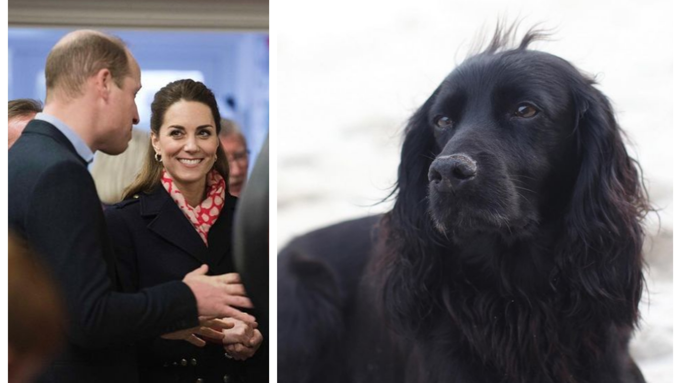 Prince William And Kate Middleton Mourn The Loss Of Their Family Dog, Lupo