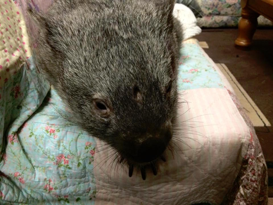 wombatrescue_b.jpg