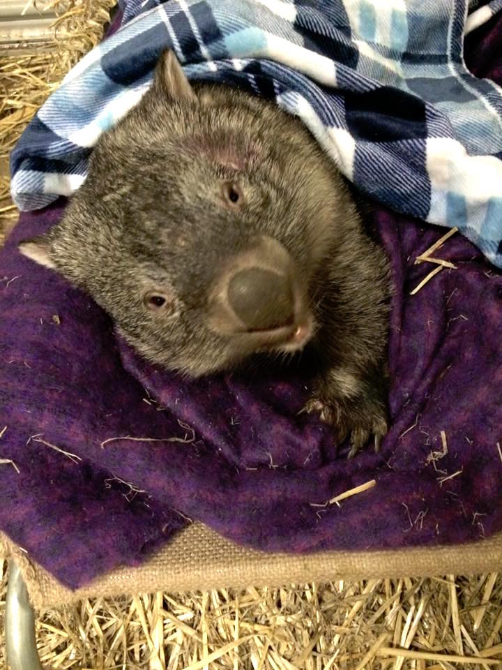 wombatrescue_e.jpg