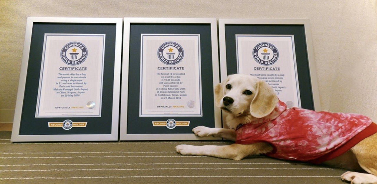 world-record-pets-HP