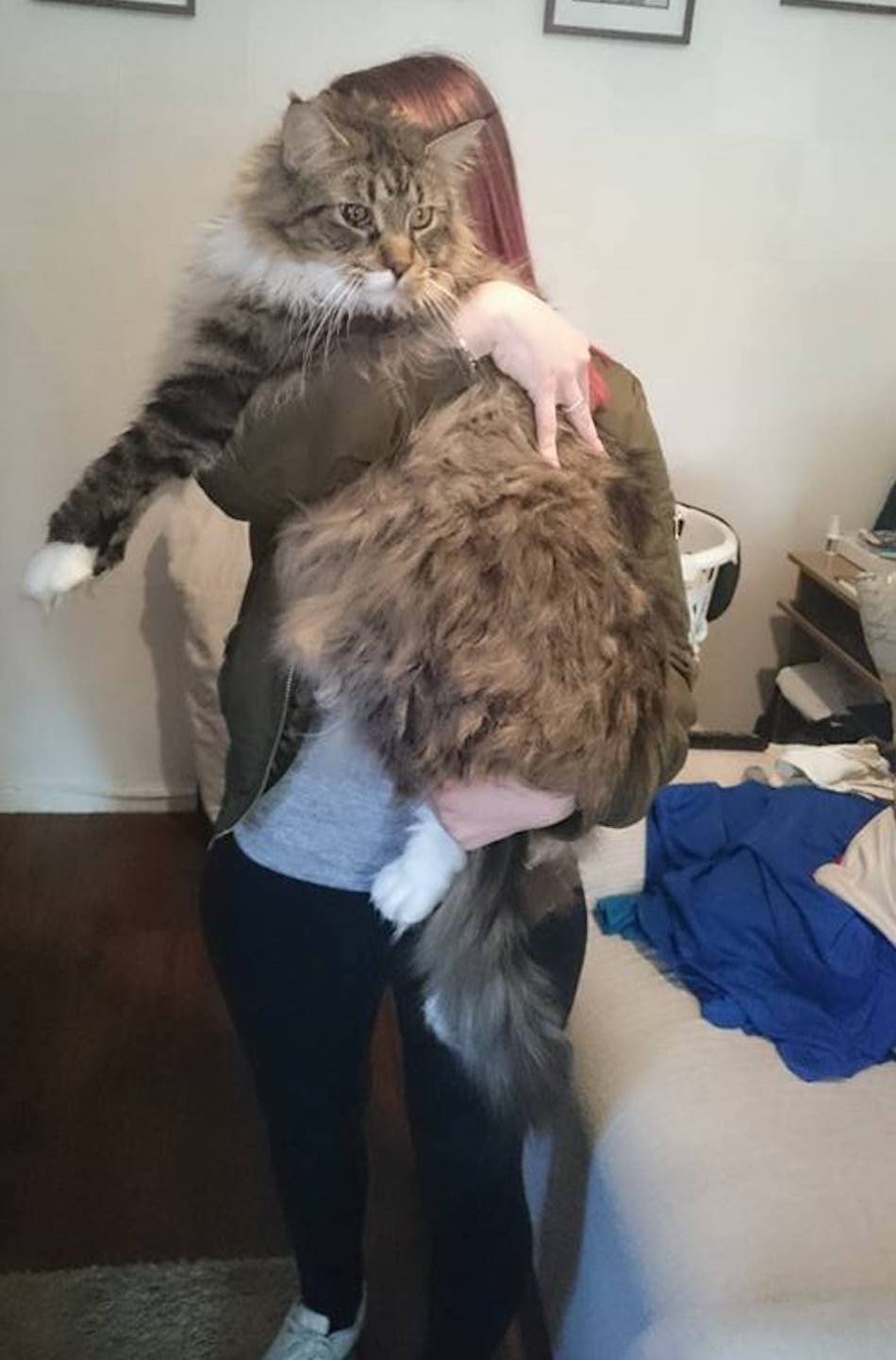 worlds-biggest-house-cat.jpg