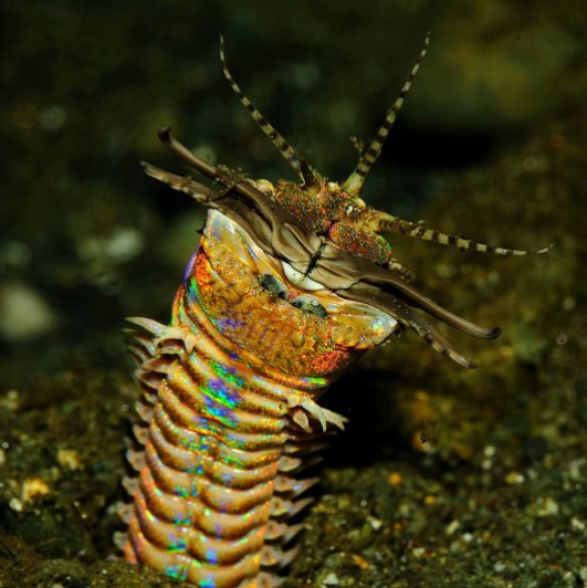 worm1.jpg