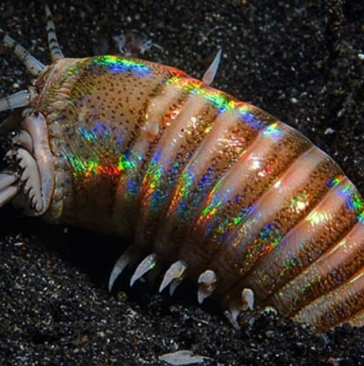 worm2.jpg worm2.jpg