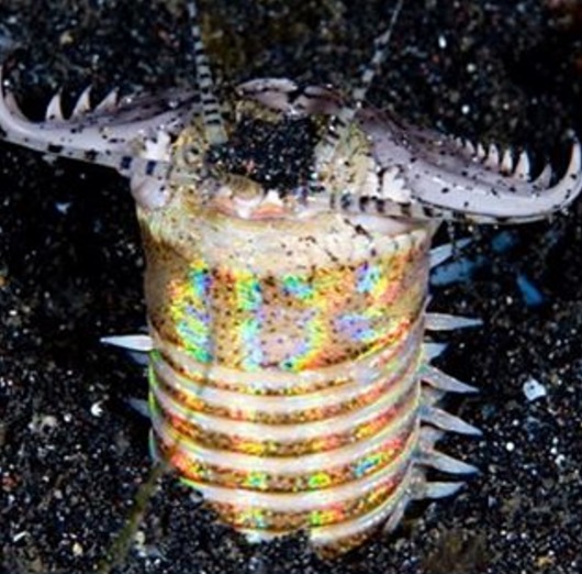 worm3.jpg