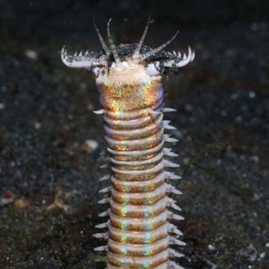 worm5.jpg