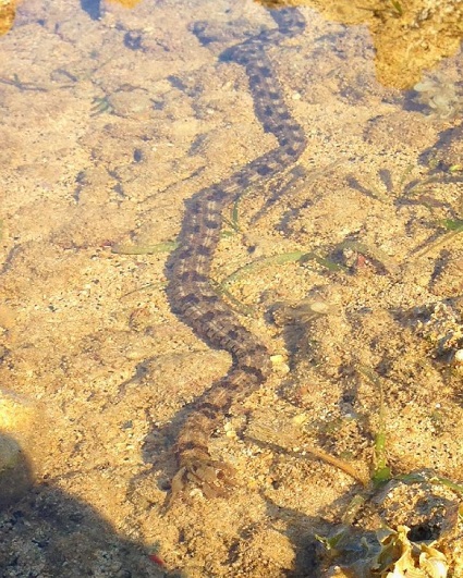 worm6.jpg