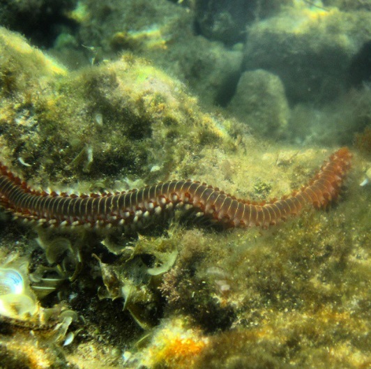 worm7.jpg