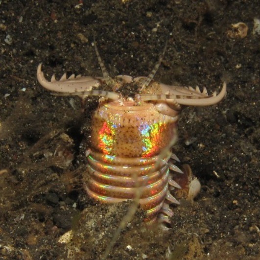 worm8.jpg