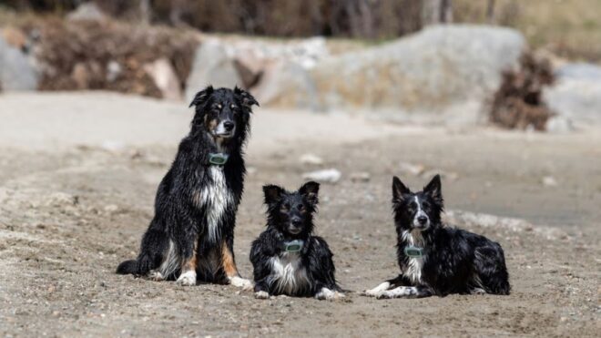 wren-sage-clove-shelter-pups