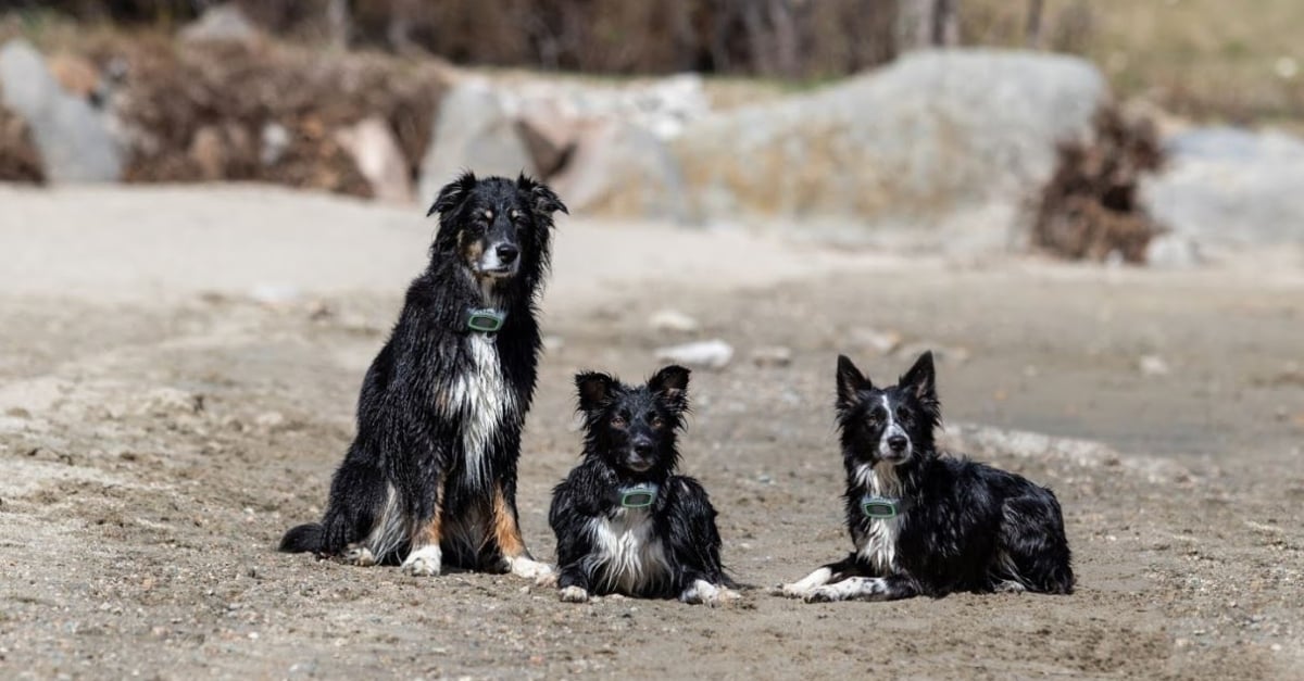 wren-sage-clove-shelter-pups