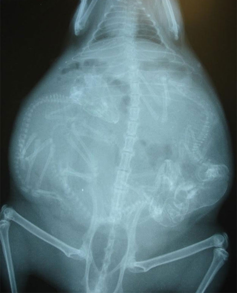 x-rays-of-pregnant-animals6.jpg