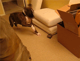 xWyayuC.gif