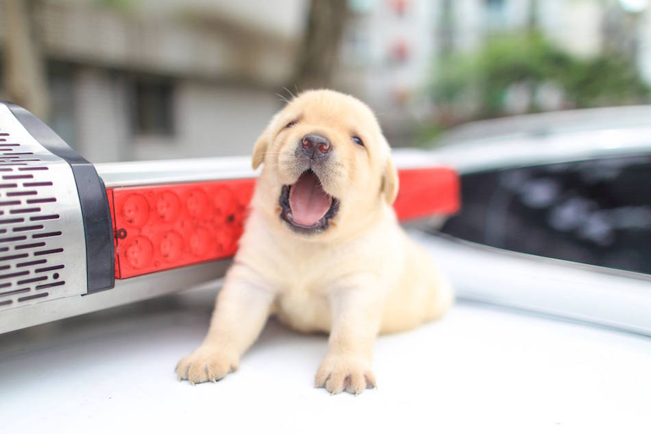 yawn.jpg