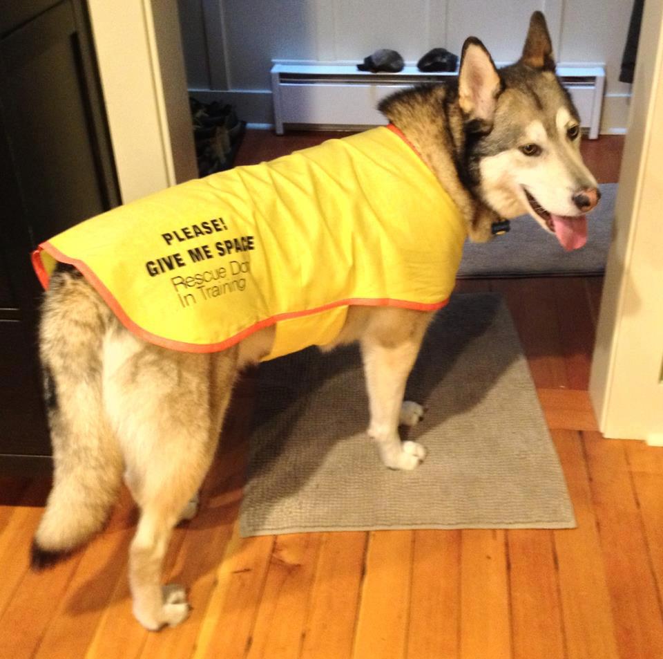 yellow-8.jpg