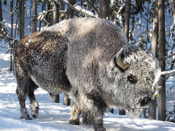 yellowstone-bison_frost-us_doi-tim_townsend-tumblr.jpg