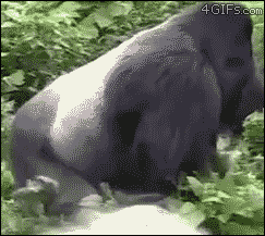 ynQm5Lv.gif