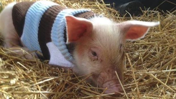 yoda-the-piglet.jpg