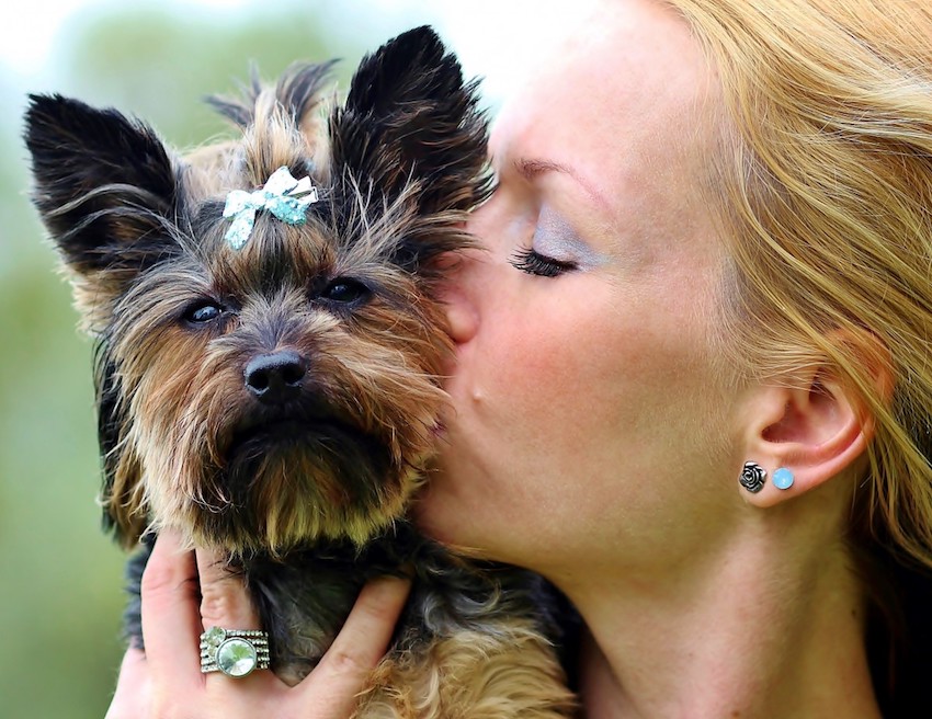 yorkie_kisses_love_woman-623602-1.jpg
