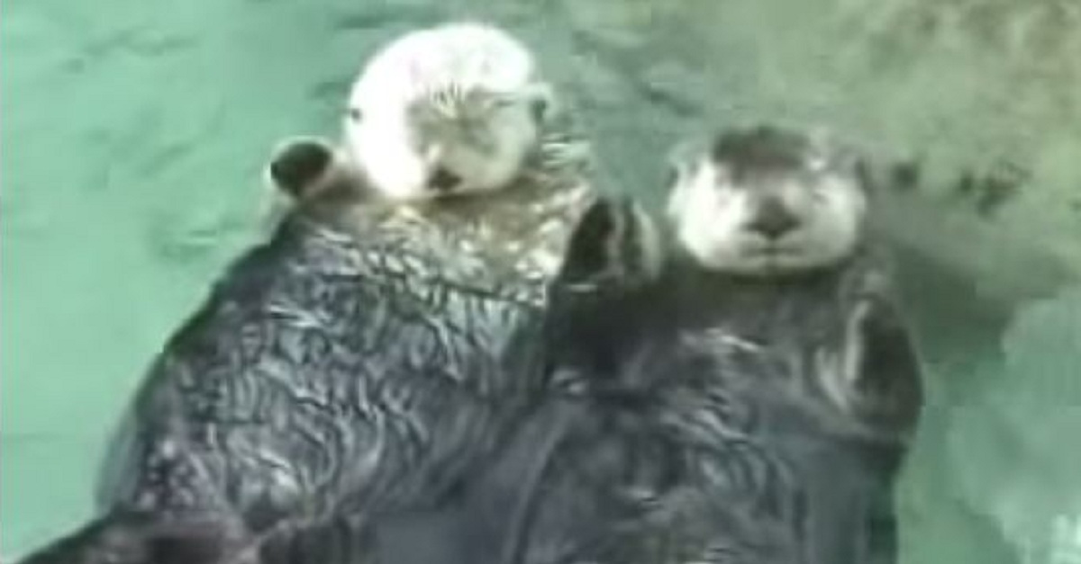 you-have-to-see-this-these-otters