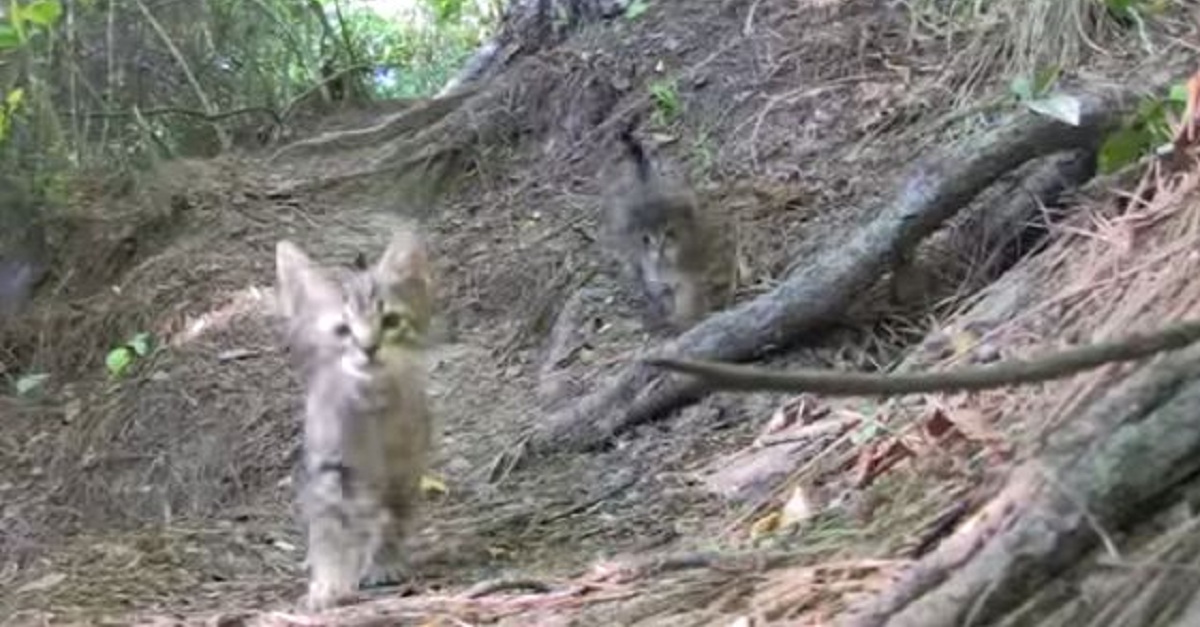 you-wont-believe-what-this-couple-found-while-walking