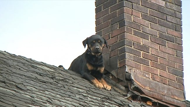 youngstown_dog7.jpg youngstown_dog7.jpg