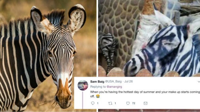 zebra-1