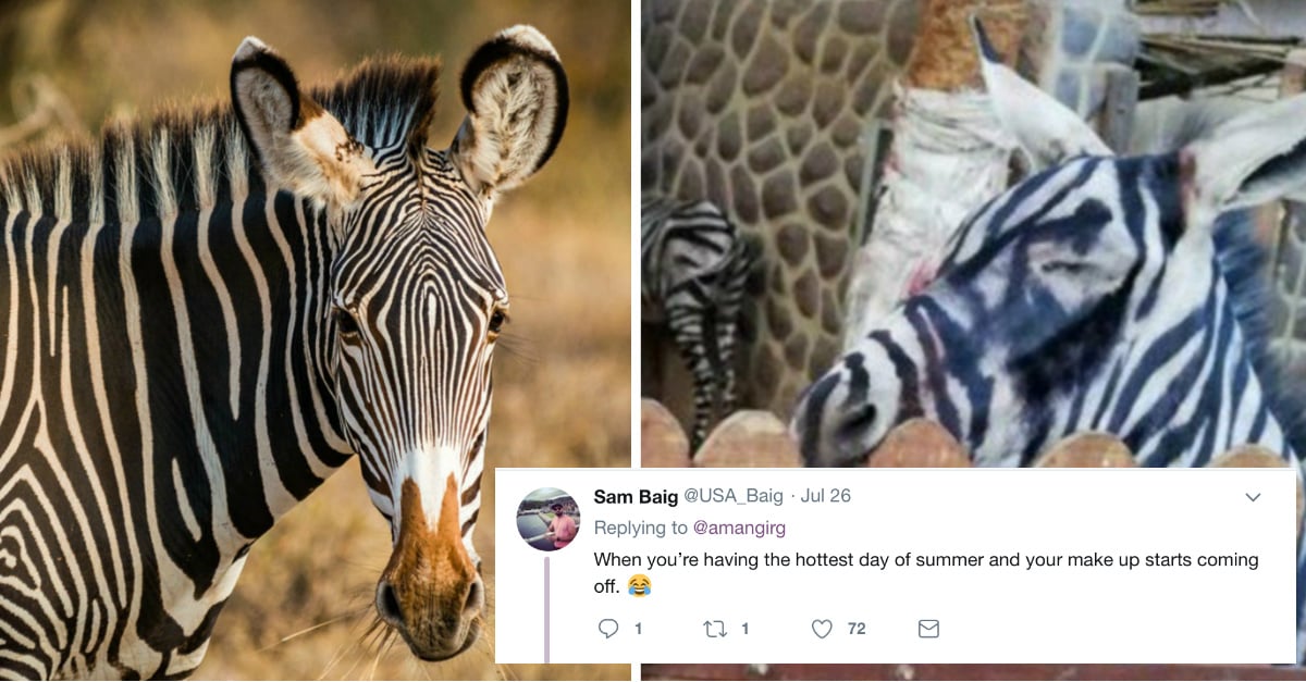 zebra-1