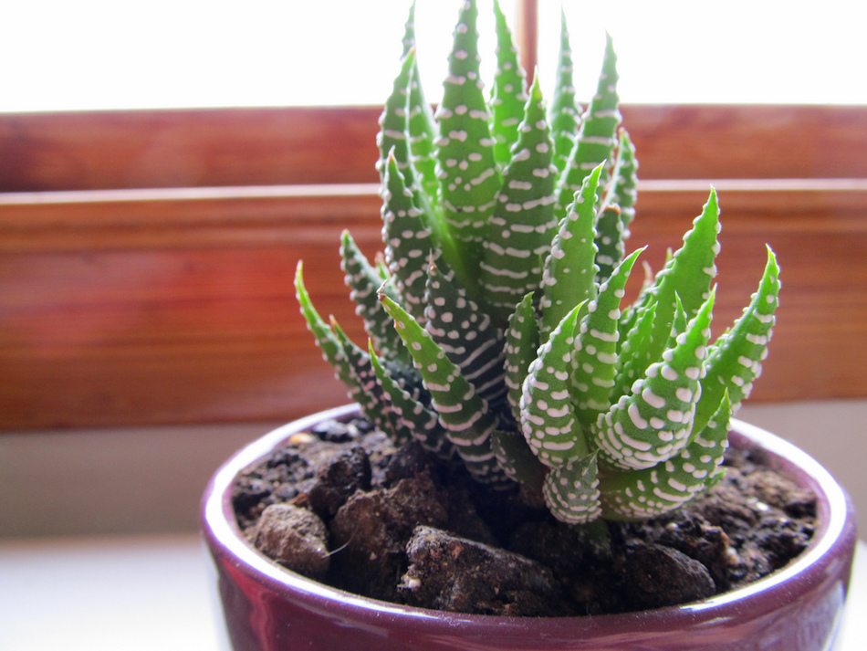 zebra-plant.jpg