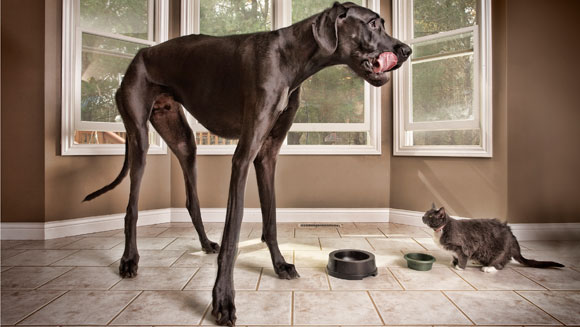 zeus-tallest-dog-main.jpg