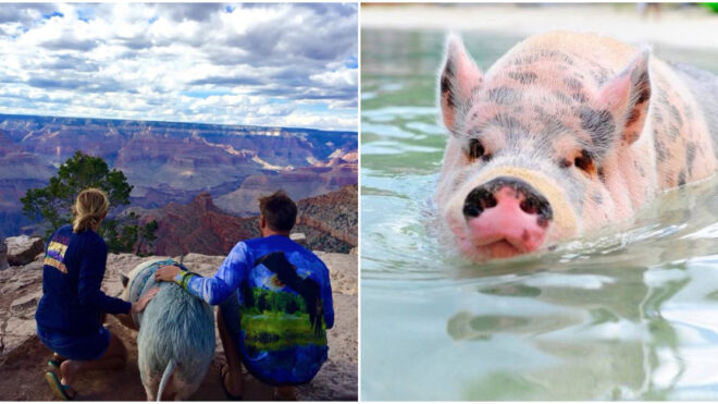 ziggy-traveling-piggy