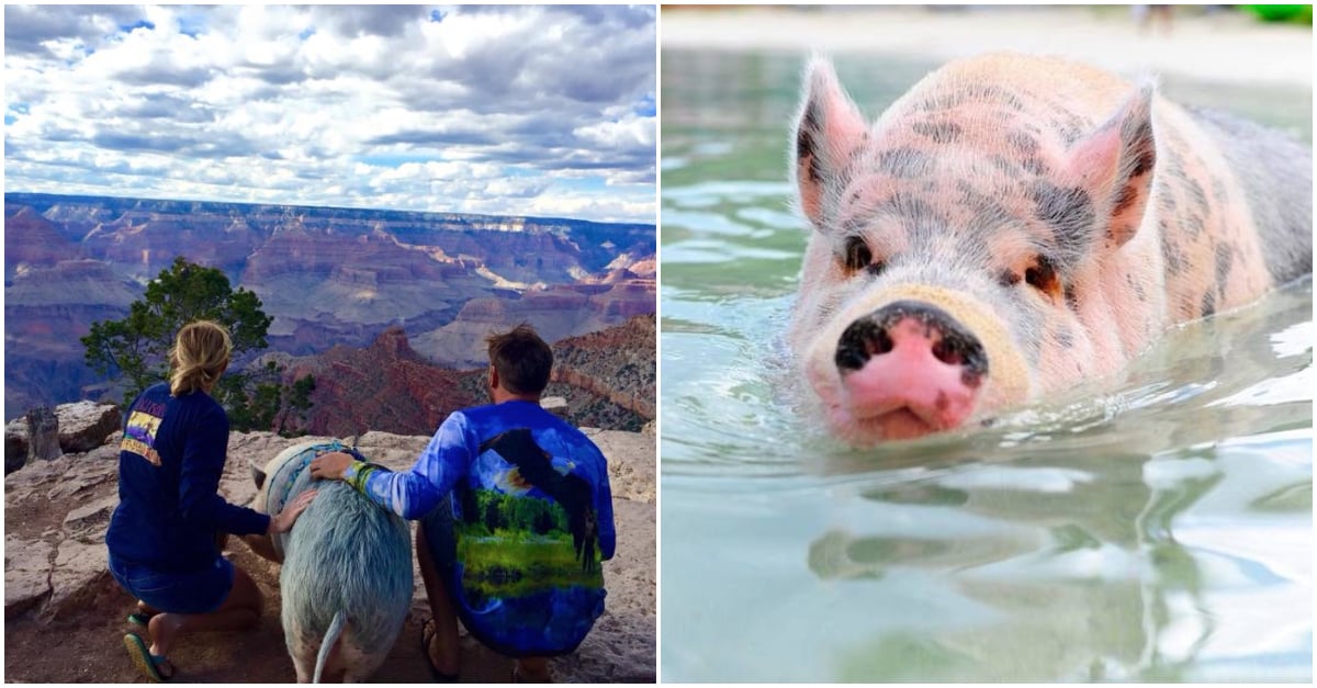 ziggy-traveling-piggy