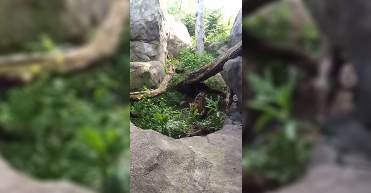 zoo leopard pounces 1