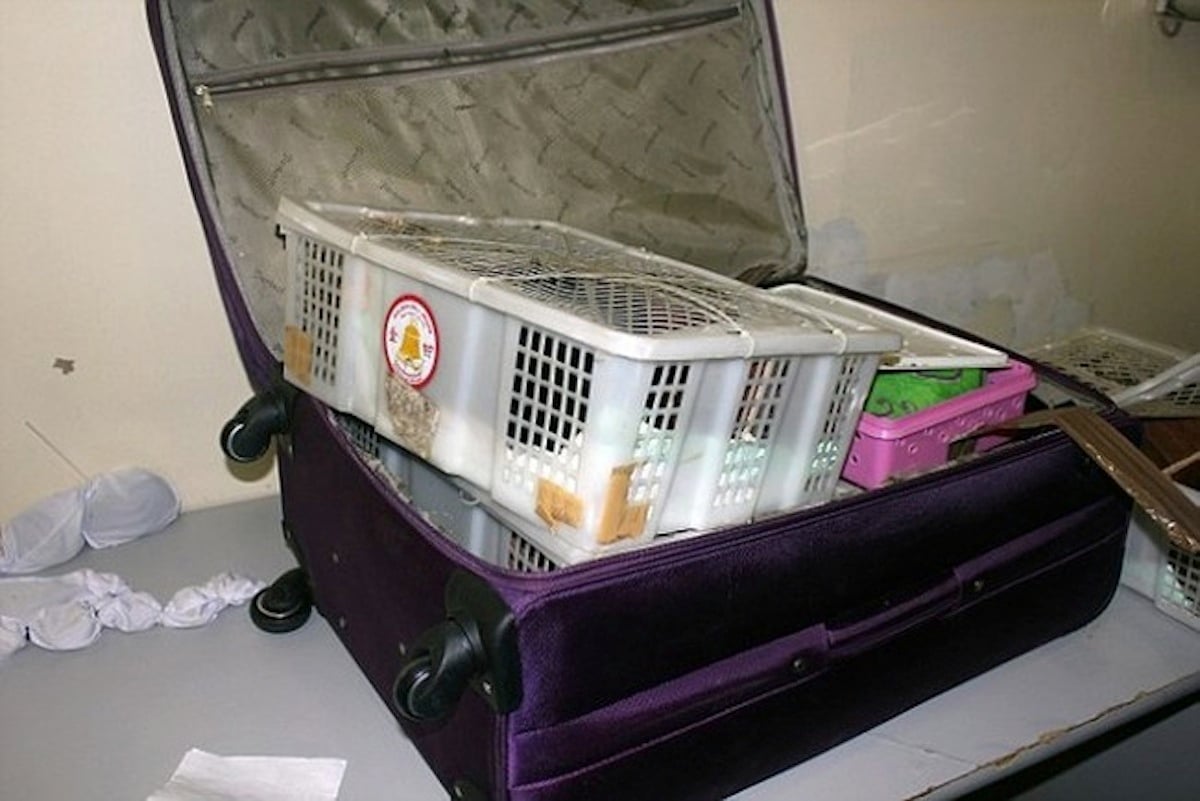 zoo-suitcase-1.jpg zoo-suitcase-1.jpg