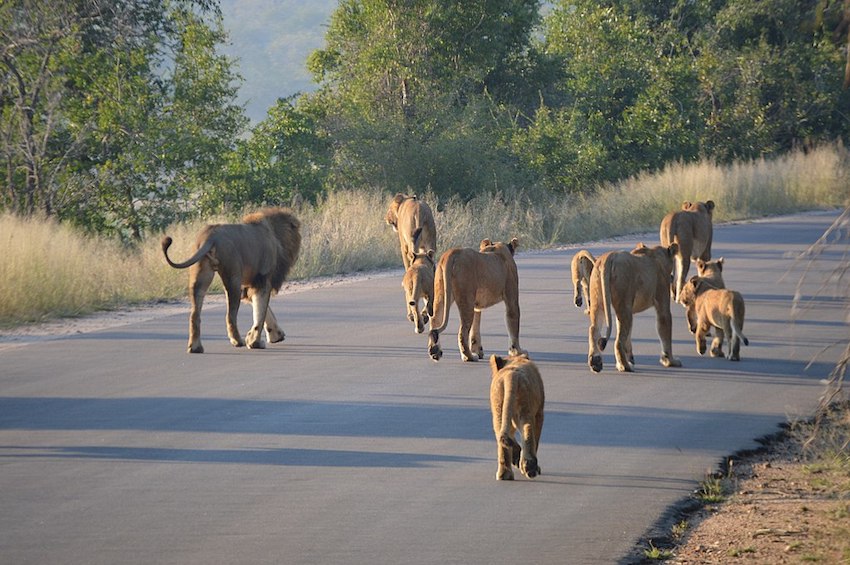 1024px-Pride_of_lions_Kruger.jpg