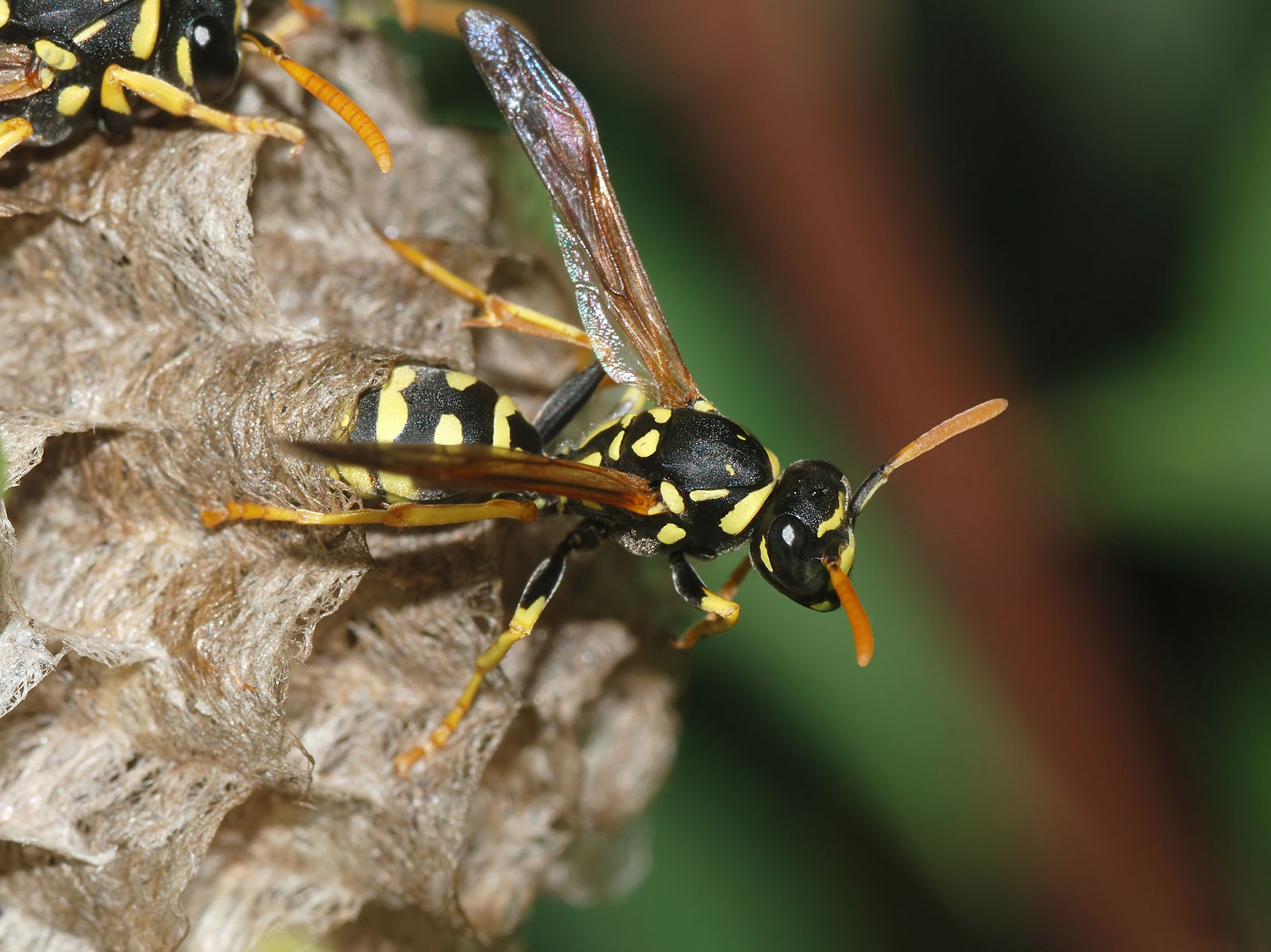 1600px-Wasp_May_2008-11.jpg