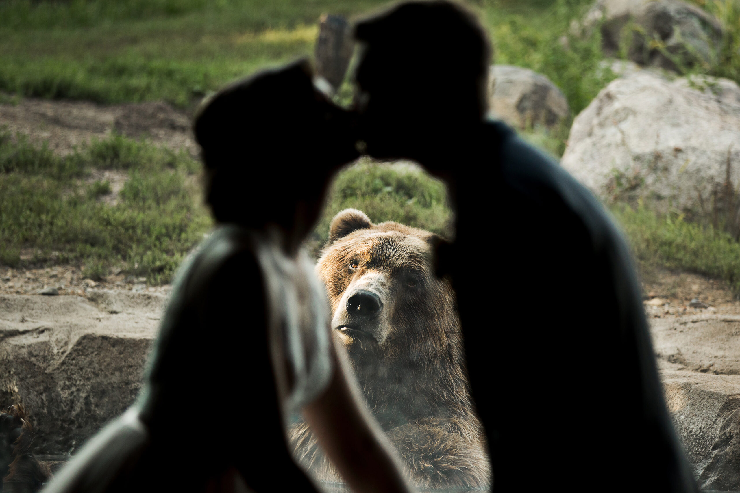 Bear Photobombs Wedding Shoot