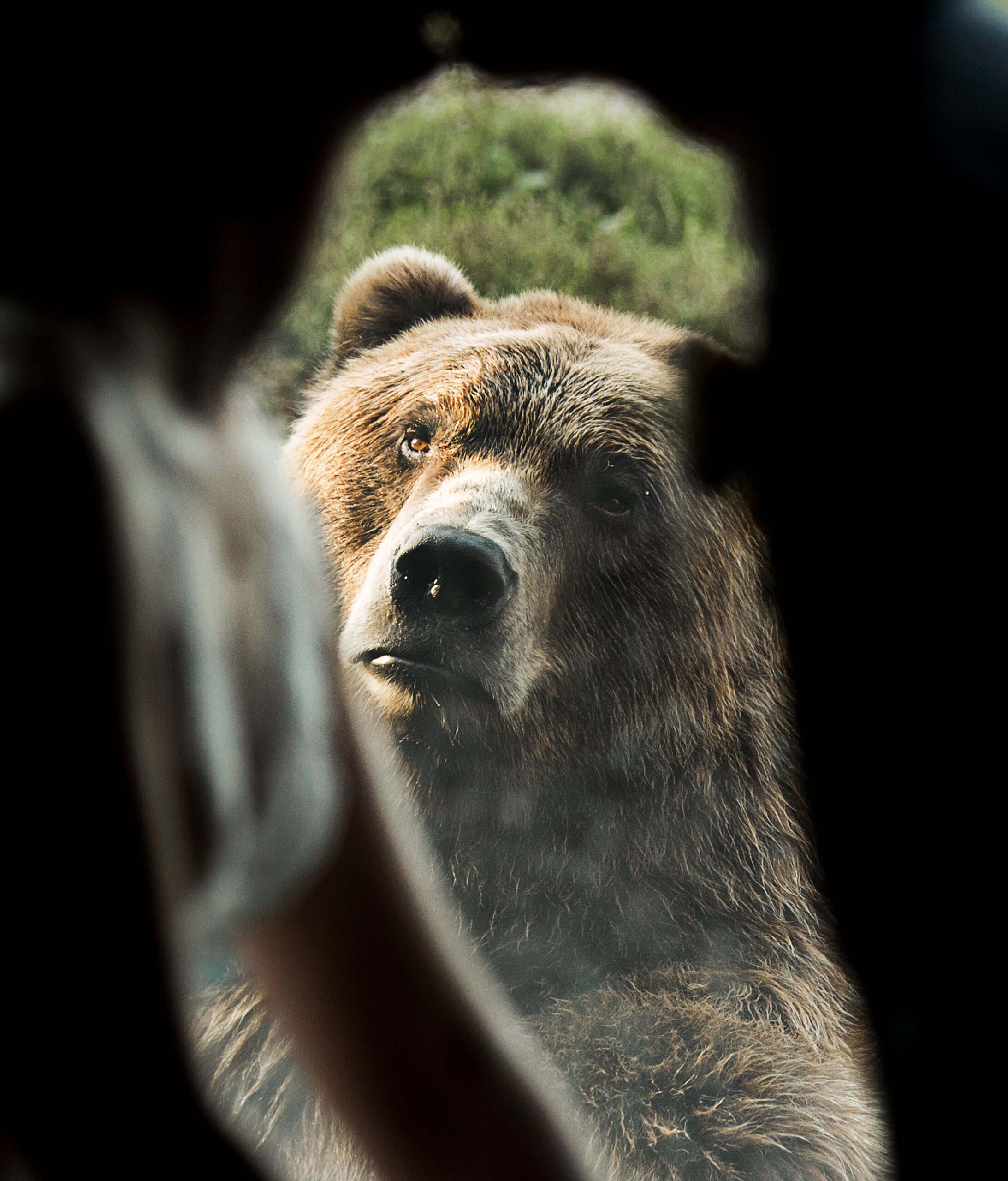 Bear Photobombs Wedding Shoot