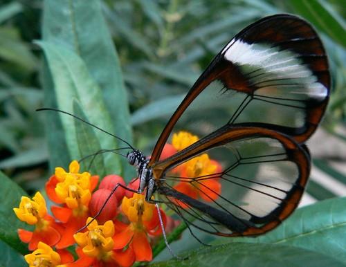 45272_20121022_190032_Nature-friendly-hearts-Flowers-Misc-Asian-rain-butterfly-friend-more-piccies-animals-Misc-nature-flowe.jpg